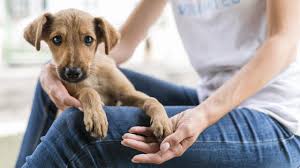 Nova Friburgo terá, neste sábado (24), mais uma campanha de adoção de cães