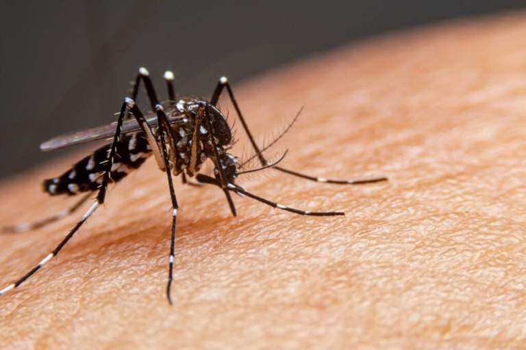 Nova Friburgo recebe mais doses da vacina contra a dengue