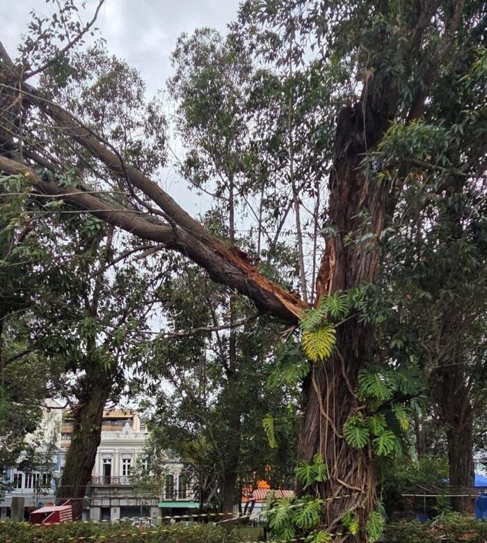Ventania causa problemas de energia e quedas de árvores em Nova Friburgo