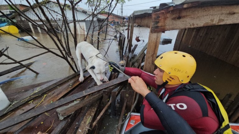 Bombeiros do Rio resgatam mais de 5 mil animais em áreas de difícil acesso