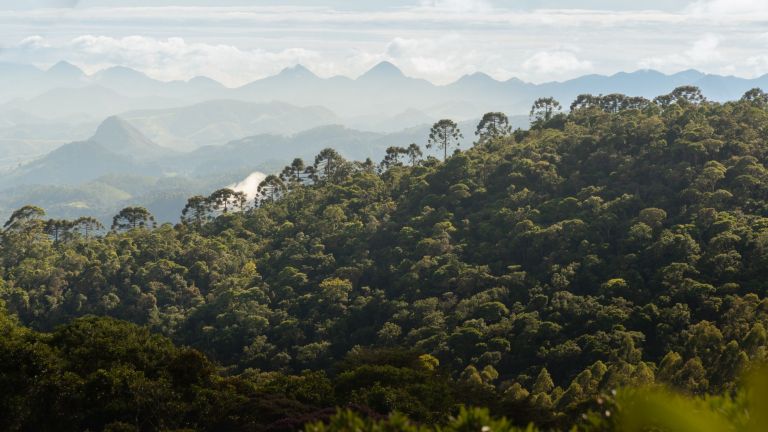 Fungo descoberto na Mata Atlântica de Nova Friburgo ganha destaque internacional