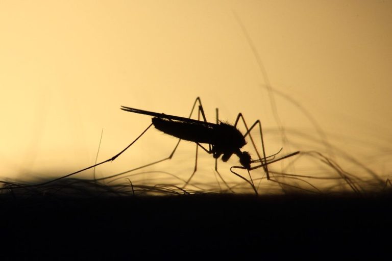 RJ confirma primeiro caso da dengue tipo 3