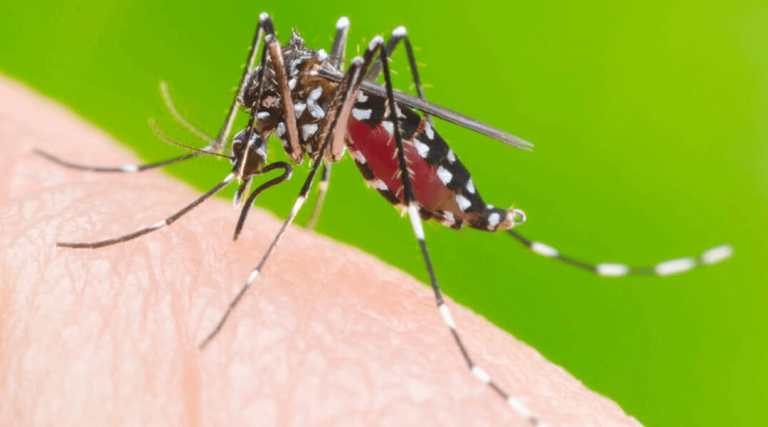 Nova Friburgo terá mais um mutirão para combate à dengue