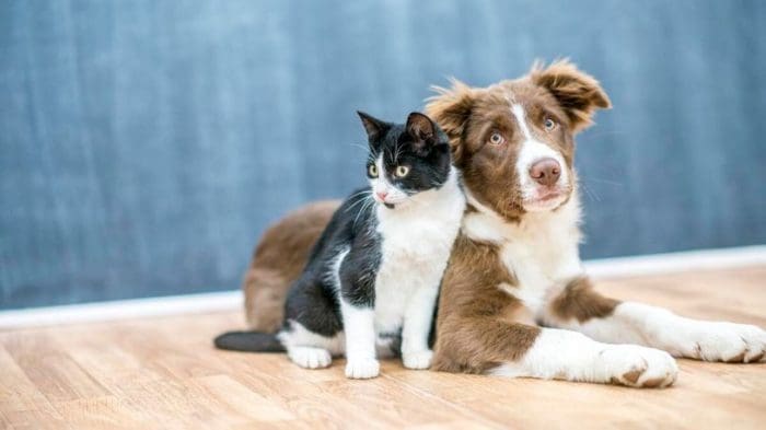 Guarda de pets pode ser compartilhada após separação de casais