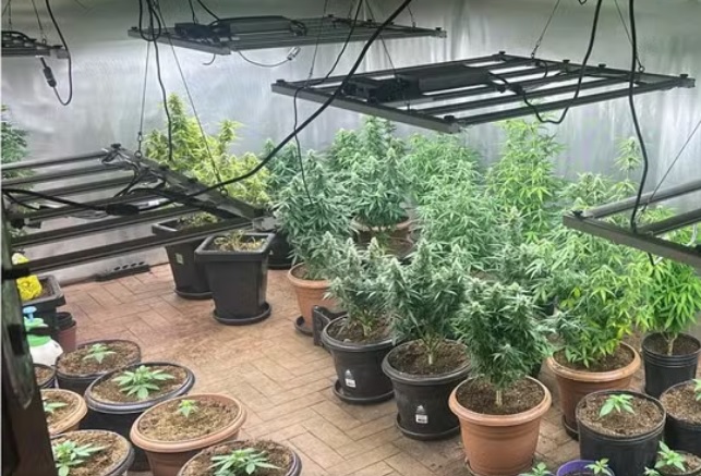 Polícia descobre grande plantação de maconha em Conquista