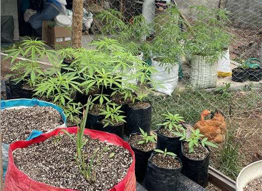 Apreensão de maconha em Galdinópolis gera prejuízo estimado em R$ 50 mil