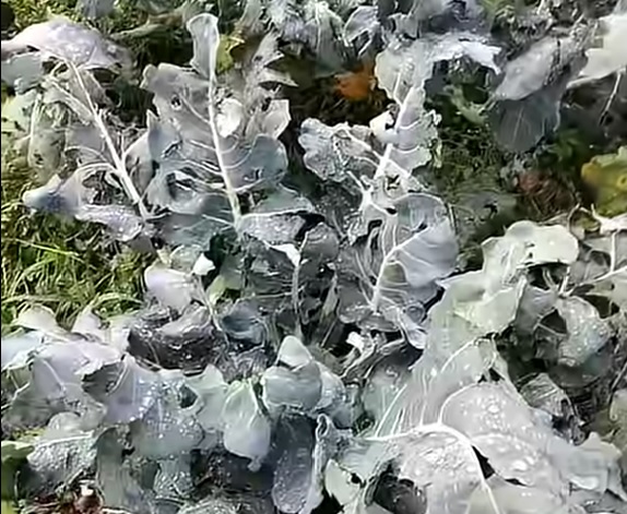 Chuva de granizo causa prejuízos a produtores de Nova Friburgo