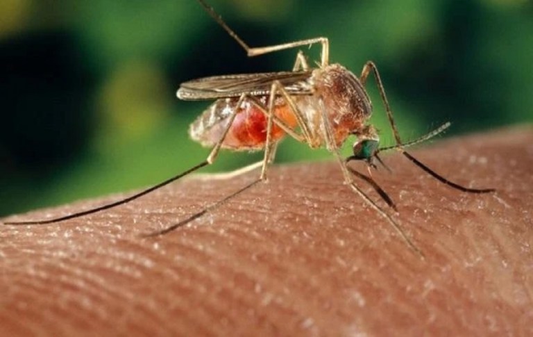 Rio tem mais duas mortes por febre do Oropouche confirmadas