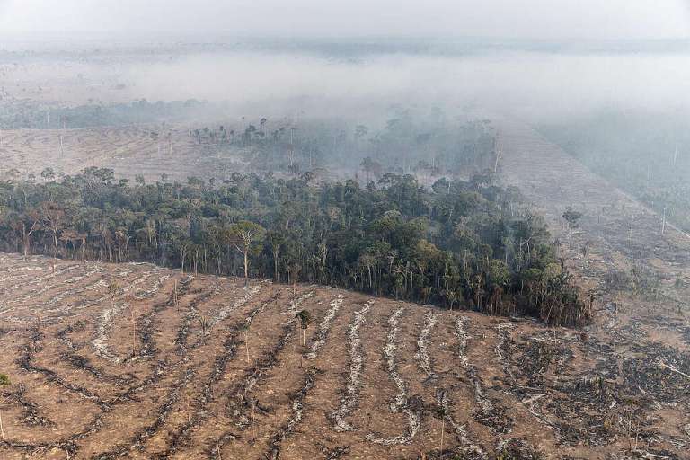 Desmatamento cai 11,6% no Brasil em 2023