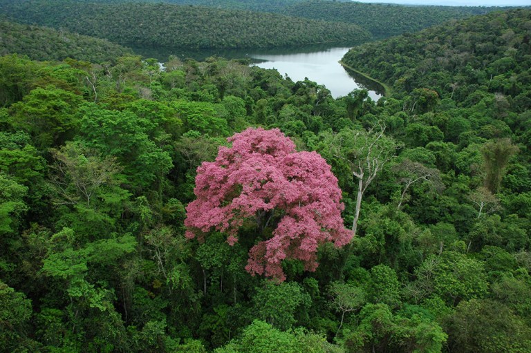 Mata Atlântica perde 2,4 milhões de hectares em 40 anos