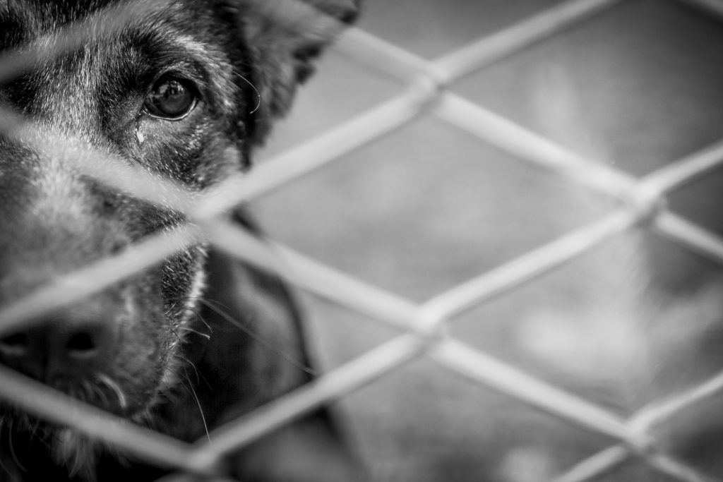 Sebea resgata mais um cão em situação de maus-tratos