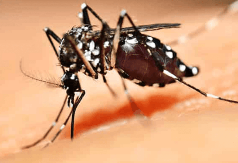Estado alerta para intensificar ações de vigilância da febre amarela