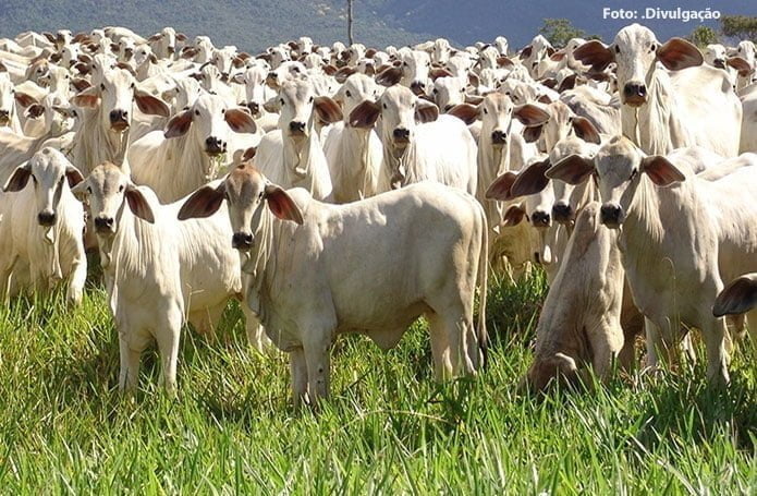 Ministério da Agricultura e Pecuária define regras para produtos veterinários no país