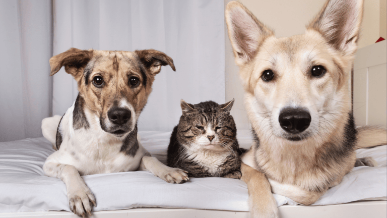 MP cobra ações efetivas de Nova Friburgo para a proteção de cães e gatos
