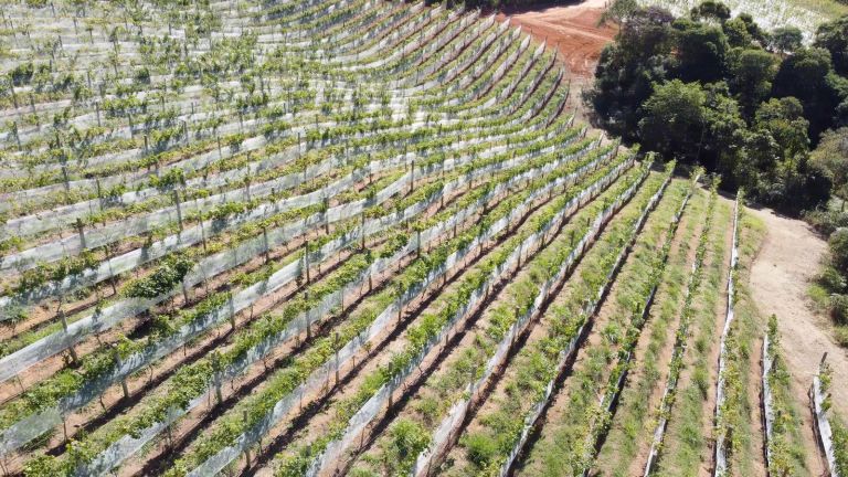 Vinícolas de Nova Friburgo e região terão denominação especial