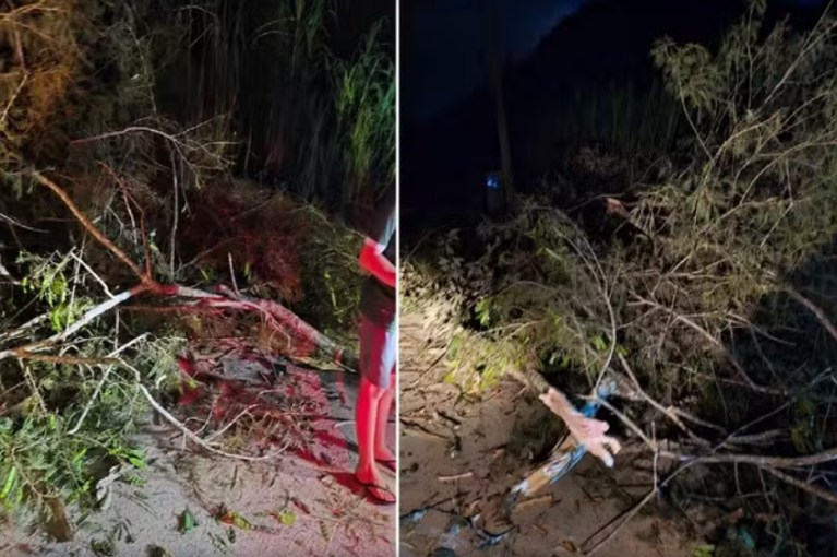 Ventania causa queda de árvores e destelha casa em Nova Friburgo
