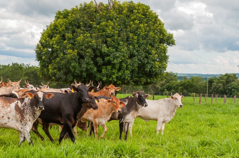 Produtores do estado devem atualizar cadastro e rebanho este mês
