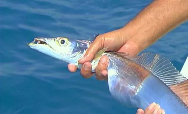 Cardume de peixe-espada ataca 7 banhistas em praia de Rio das Ostras