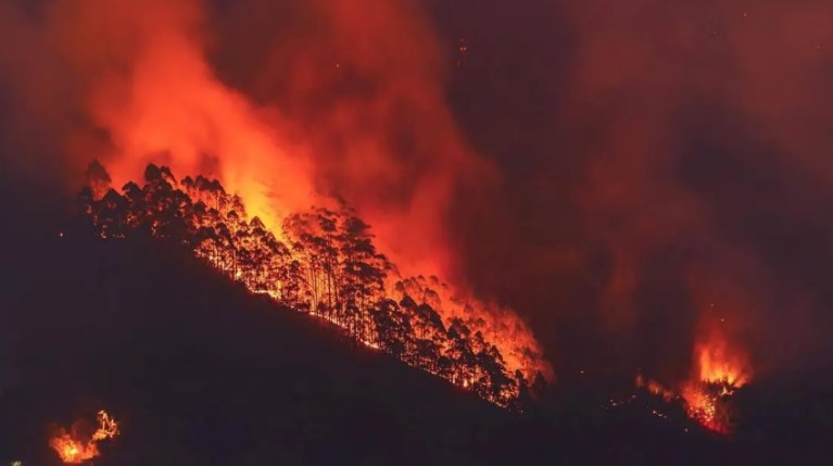 Estado do Rio soma mais de 4 mil ocorrências de incêndio em vegetação
