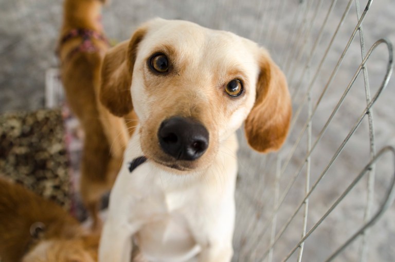 Nova Friburgo terá mais uma campanha de adoção de cães